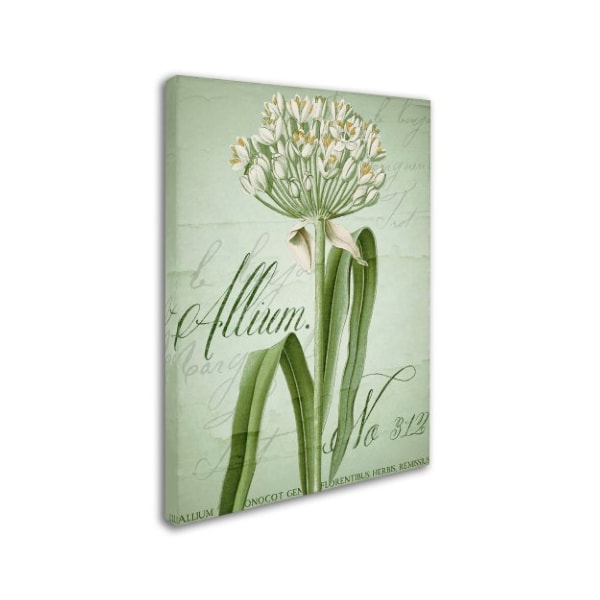 Color Bakery 'Allium I' Canvas Art,35x47